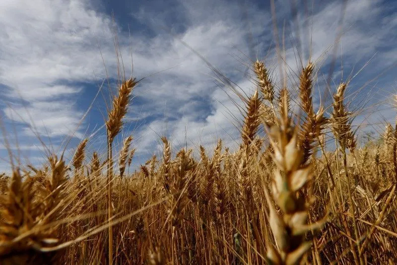 Garantir segurança alimentar demanda crédito, seguro e comércio aberto, apontam especialistas